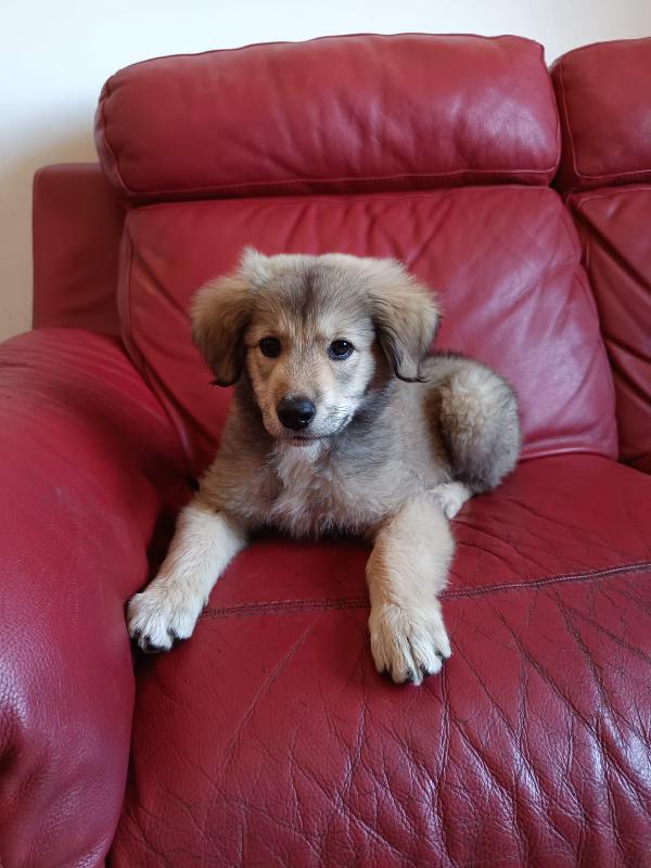 Cucciola mis pastore 2 mesi Foto 5
